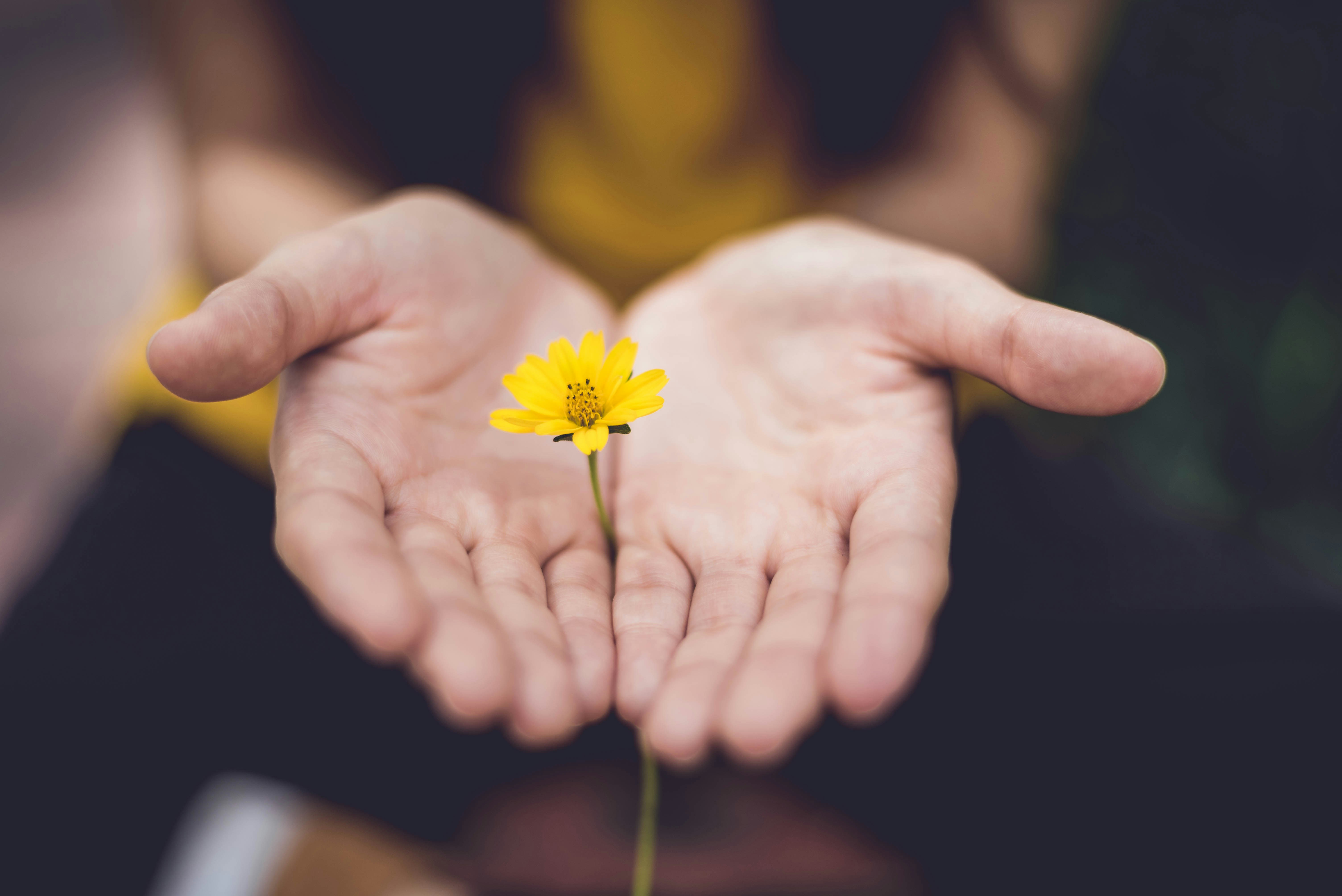 Hands holding a flower, St. Augustine Counseling